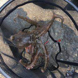 早朝オクトパッシング