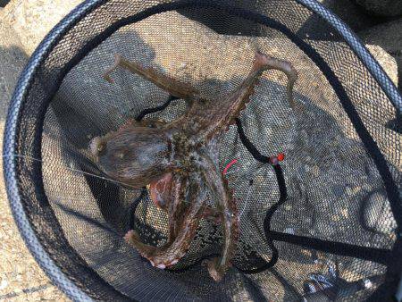 早朝オクトパッシング