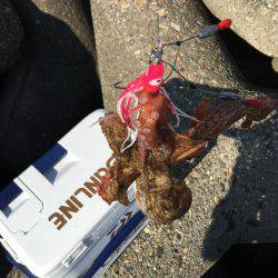 仕事終わりにオクトパッシング