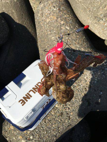 仕事終わりにオクトパッシング