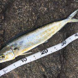 磯でライトゲーム