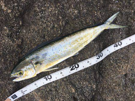 磯でライトゲーム