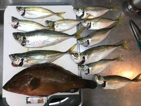 筏で尺アジ、アコウ