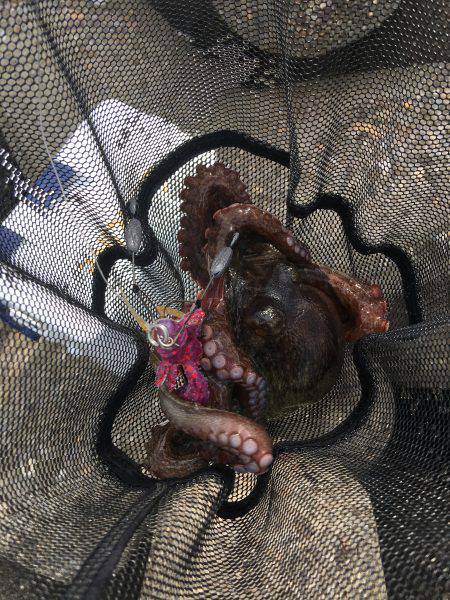 マイポイントでオクトパッシング