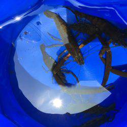 テナガエビ釣り