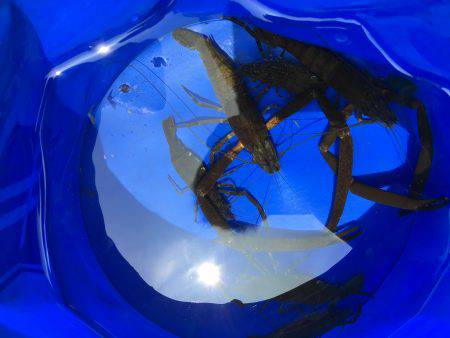 テナガエビ釣り