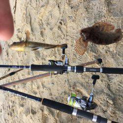 海開き前のベラ釣り