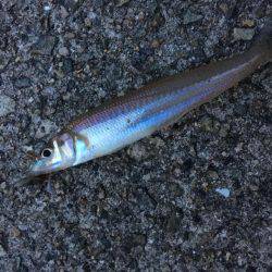 夕まずめちょい投げ