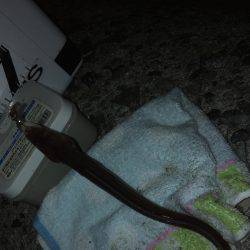 続ニョロニョロ