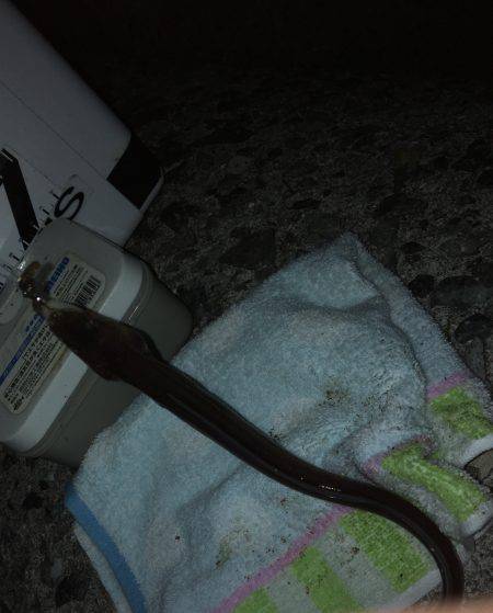 続ニョロニョロ