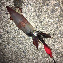 ケンサキライトエギング