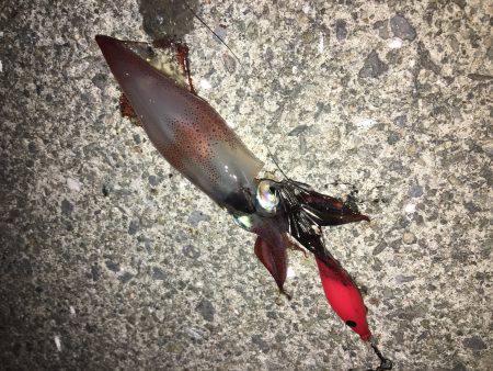 ケンサキライトエギング