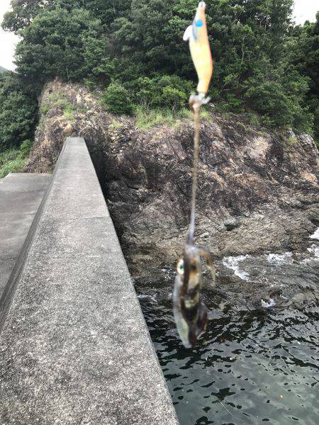 アオリイカ 子イカ