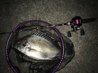 チニングリベンジ釣行