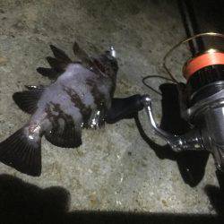 台風直後のメバリング