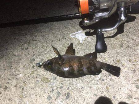 いつまでメバリング