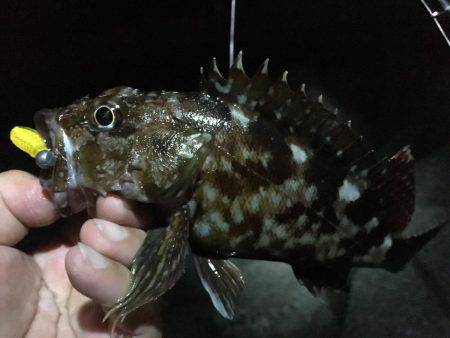 2017.07.08 福浦テトラ ガシリン…