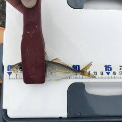 中サバのアタリは楽しい