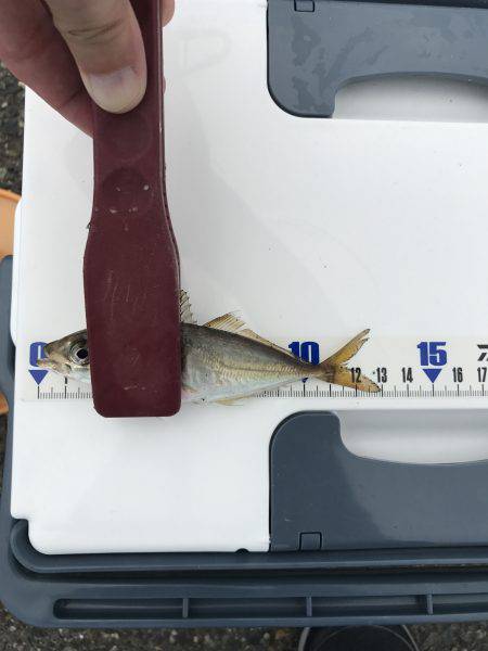 中サバのアタリは楽しい