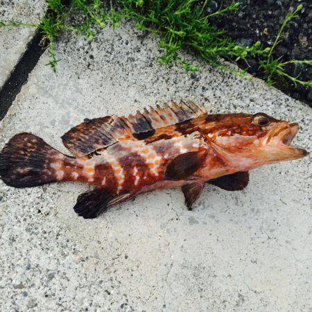 入れ食いながらも