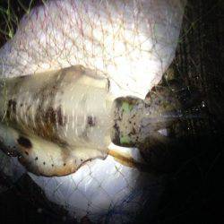 エギに分有(かな)