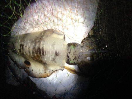 エギに分有（かな）