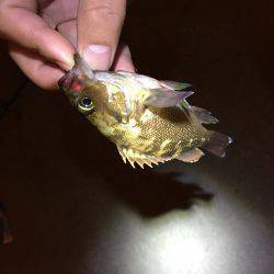 旅行フィッシング