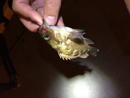 旅行フィッシング