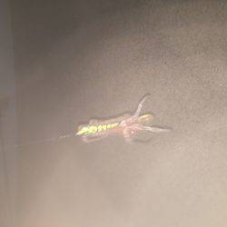 ケンサキイカが釣りたくて…