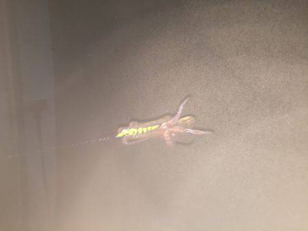 ケンサキイカが釣りたくて…