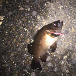 四日市港メバリング