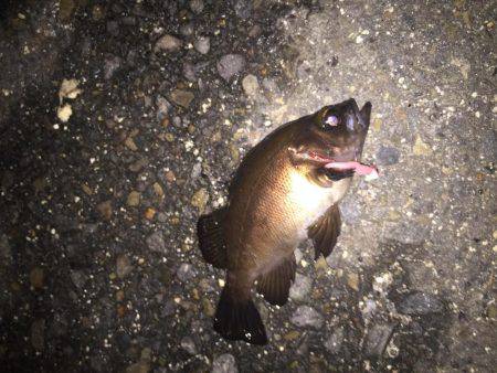 四日市港メバリング