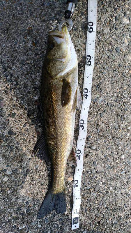 青物狙いだったが…