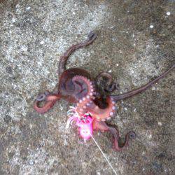 再・安定のタコ釣り15