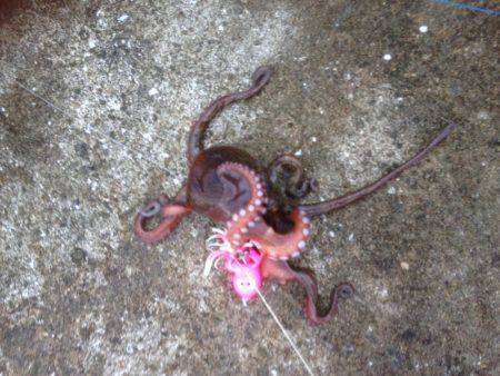 再・安定のタコ釣り15