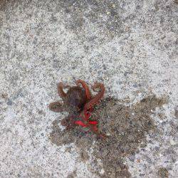 安定のタコ3 12ひき