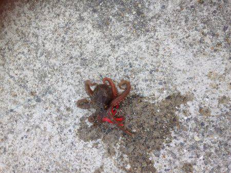 安定のタコ3 12ひき