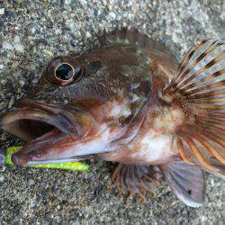 ライトワインド in 神戸沖堤防