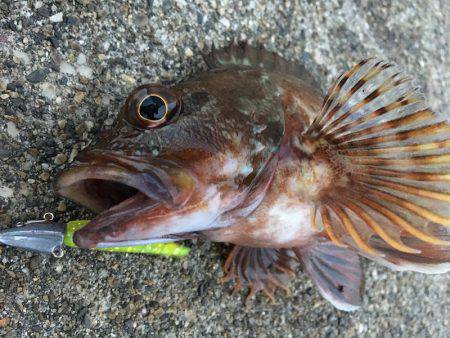 ライトワインド in 神戸沖堤防