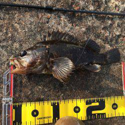 ライトワインドで三目釣り