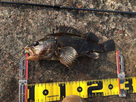 ライトワインドで三目釣り