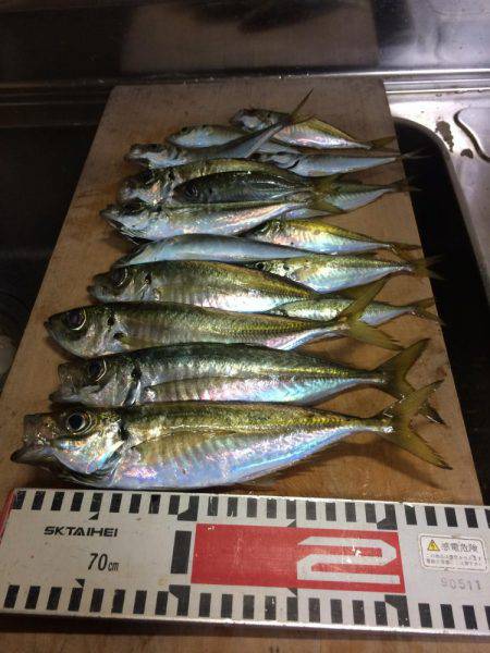 アジ釣り⑪
