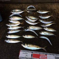 アジ釣り⑫  まさかの二度寝