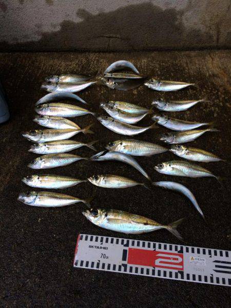 アジ釣り⑫  まさかの二度寝