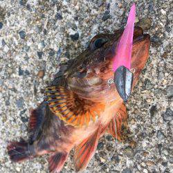 ガシラゲーム in 神戸沖堤防