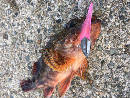 ガシラゲーム in 神戸沖堤防