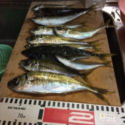 アジ釣り⑬ 今シーズン初めての夕方