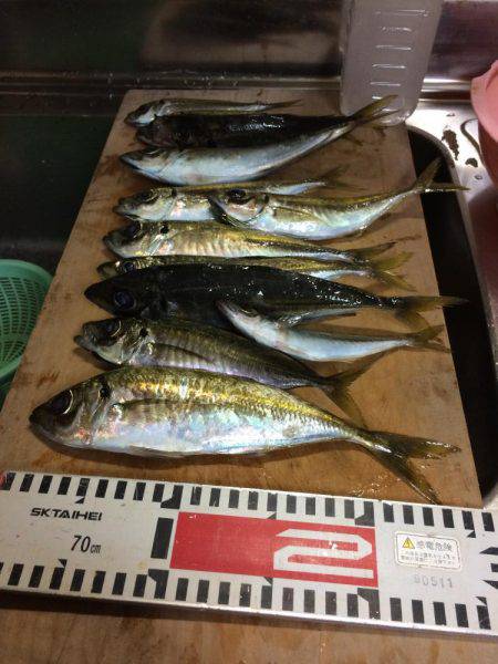 アジ釣り⑬ 今シーズン初めての夕方