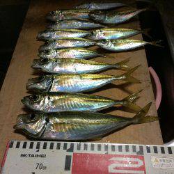 アジ釣り⑭ 休日朝の儀式