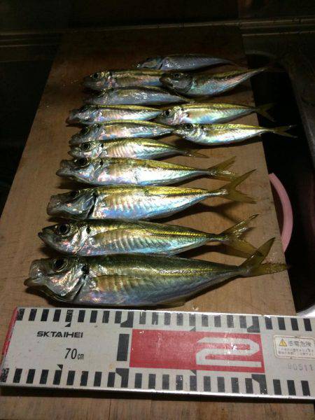 アジ釣り⑭ 休日朝の儀式